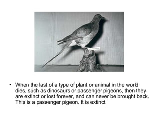When the last of a type of plant or animal in the world dies, such as dinosaurs or passenger pigeons, then they are extinct or lost forever, and can never be brought back. This is a passenger pigeon. It is extinct  