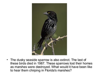 The dusky seaside sparrow is also extinct. The last of these birds died in 1987. These sparrows lost their homes as marshes were destroyed. What would it have been like to hear them chirping in Florida's marshes?  