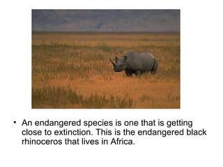 An endangered species is one that is getting close to extinction. This is the endangered black rhinoceros that lives in Africa.  