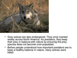 Gray wolves are also endangered. They once roamed widely across North America. As predators, they keep their prey in balance with nature by ensuring the prey species does not become over-populated.  Before people understood how important predators are to keep a healthy balance in nature, many wolves were killed.  