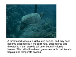 A threatened species is just a step behind, and may soon become endangered if we don't help. Endangered and threatened mean there is still time, but extinction is forever. This is the threatened green sea turtle that lives in tropical and temperate oceans.  