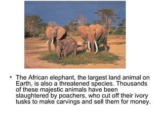 The African elephant, the largest land animal on Earth, is also a threatened species. Thousands of these majestic animals have been slaughtered by poachers, who cut off their ivory tusks to make carvings and sell them for money.  