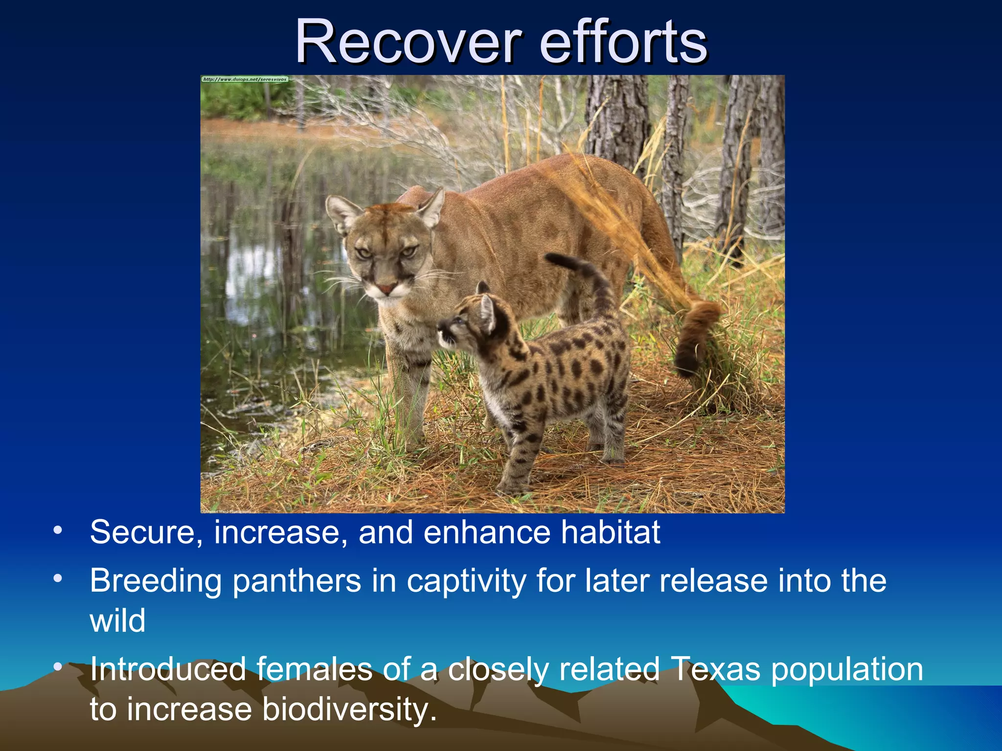Endangered Species Presentation: Florida Panther | PPT