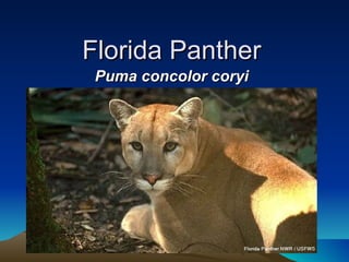 Florida Panther Puma concolor coryi 