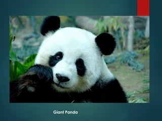 Understanding Endangered Species and Causes of Their Extinction | PPTX