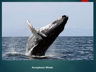 Understanding Endangered Species and Causes of Their Extinction | PPTX