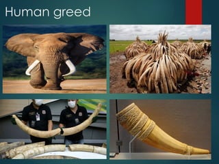 Understanding Endangered Species and Causes of Their Extinction | PPTX
