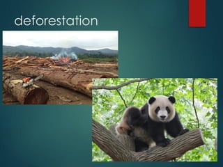 Understanding Endangered Species and Causes of Their Extinction | PPTX