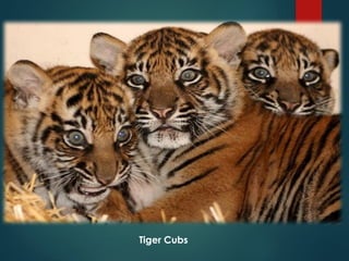 Understanding Endangered Species and Causes of Their Extinction | PPTX