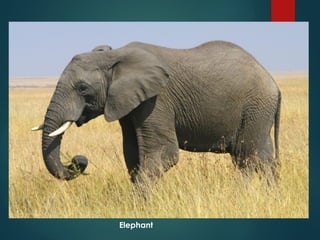Understanding Endangered Species and Causes of Their Extinction | PPTX