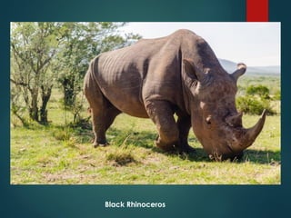 Understanding Endangered Species and Causes of Their Extinction | PPTX