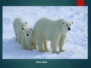 Understanding Endangered Species and Causes of Their Extinction | PPTX