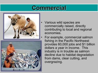 • Various wild species are
commercially raised, directly
contributing to local and regional
economies.
• For example, commercial salmon
fishing in the Pacific Northwest
provides 60,000 jobs and $1 billion
dollars a year in income. This
industry is in trouble as salmon
decline due to habitat degradation
from dams, clear cutting, and
overgrazing.
Commercial
 