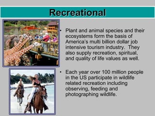 • Plant and animal species and their
ecosystems form the basis of
America’s multi billion dollar job
intensive tourism industry. They
also supply recreation, spiritual,
and quality of life values as well.
• Each year over 100 million people
in the US participate in wildlife
related recreation including
observing, feeding and
photographing wildlife.
Recreational
 