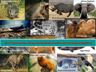 Endangered Species
African Elephant
Snow Leopard
Northern Hairy-nosed
Wombat
Short Tailed Chinchilla
Giant Armadillo
Hawaiian Crow
Right Whale
Red Wolf
Black Rhinoceros
Golden Lion Tamarin
Wild Bactrian Camel
Asiatic Cheetah
Chinese
Paddlefish
Cochabamba Mountain Finch
All of these species, along with hundreds of others are currently endangered
 
