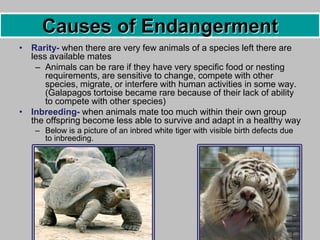 • Rarity- when there are very few animals of a species left there are
less available mates
– Animals can be rare if they have very specific food or nesting
requirements, are sensitive to change, compete with other
species, migrate, or interfere with human activities in some way.
(Galapagos tortoise became rare because of their lack of ability
to compete with other species)
• Inbreeding- when animals mate too much within their own group
the offspring become less able to survive and adapt in a healthy way
– Below is a picture of an inbred white tiger with visible birth defects due
to inbreeding.
Causes of Endangerment
 