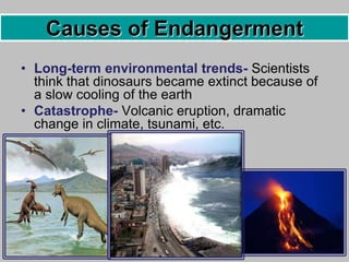 • Long-term environmental trends- Scientists
think that dinosaurs became extinct because of
a slow cooling of the earth
• Catastrophe- Volcanic eruption, dramatic
change in climate, tsunami, etc.
Causes of Endangerment
 