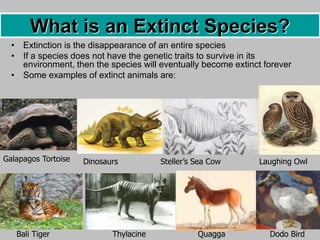 • Extinction is the disappearance of an entire species
• If a species does not have the genetic traits to survive in its
environment, then the species will eventually become extinct forever
• Some examples of extinct animals are:
Thylacine Quagga Dodo Bird
Galapagos Tortoise
Bali Tiger
Dinosaurs Steller’s Sea Cow Laughing Owl
What is an Extinct Species?
 