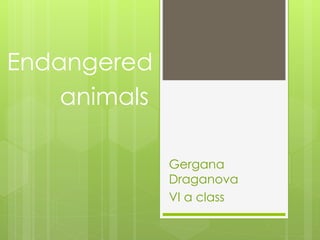 Endangered 
Gergana 
Draganova 
VI a class 
animals 
 