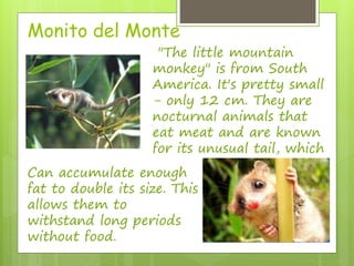 Monito del Monte 
"The little mountain 
monkey" is from South 
America. It's pretty small 
- only 12 cm. They are 
nocturnal animals that 
eat meat and are known 
for its unusual tail, which 
Can accumulate enough 
fat to double its size. This 
allows them to 
withstand long periods 
without food. 
 