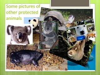 Some pictures of 
other protected 
animals 
