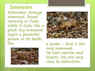 Solenodon 
Solenodon strange 
mammal, found 
recently in Cuba. 
While it looks like a 
plush toy mammal 
inject a powerful 
poison in its teeth, 
like a snake - that is the 
only mammal. 
He eats carrion and 
insects. We are very 
close to extinction. 
 