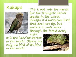 Kakapo This is not only the rarest 
but the strangest parrot 
species in the world. 
Kakapo is a nocturnal bird 
that does not fly, but 
prefers to walk miles 
through the forest every 
night. 
It is the heaviest parrot 
in the world. Others are 
only 62 bird of its kind 
in the world. 
 