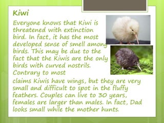 Kiwi 
Everyone knows that Kiwi is 
threatened with extinction 
bird. In fact, it has the most 
developed sense of smell among 
birds. This may be due to the 
fact that the Kiwis are the only 
birds with curved nostrils. 
Contrary to most 
claims Kiwis have wings, but they are very 
small and difficult to spot in the fluffy 
feathers. Couples can live to 30 years, 
females are larger than males. In fact, Dad 
looks small while the mother hunts. 
 