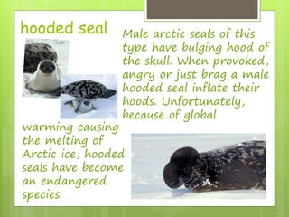 hooded seal Male arctic seals of this 
type have bulging hood of 
the skull. When provoked, 
angry or just brag a male 
hooded seal inflate their 
hoods. Unfortunately, 
because of global 
warming causing 
the melting of 
Arctic ice, hooded 
seals have become 
an endangered 
species. 
 