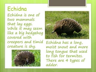 Echidna 
Echidna is one of 
two mammals 
that lay eggs. 
While it may seem 
like a big hedgehog 
covered with 
creepers and timid 
creature is shy. 
Echidna has a long, 
moist snout and more 
long tongue that used 
to fish for termites. 
There are 4 types of 
adder. 
 