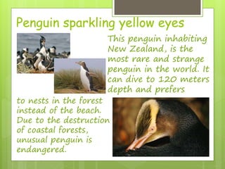 Penguin sparkling yellow eyes 
This penguin inhabiting 
New Zealand, is the 
most rare and strange 
penguin in the world. It 
can dive to 120 meters 
depth and prefers 
to nests in the forest 
instead of the beach. 
Due to the destruction 
of coastal forests, 
unusual penguin is 
endangered. 
 