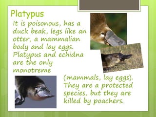 Platypus 
It is poisonous, has a 
duck beak, legs like an 
otter, a mammalian 
body and lay eggs. 
Platypus and echidna 
are the only 
monotreme 
(mammals, lay eggs). 
They are a protected 
species, but they are 
killed by poachers. 
 