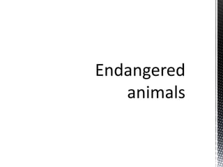 Endangered and extinct | PPTX