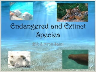 Endangered and Extinct Species BY: Simran Saini  