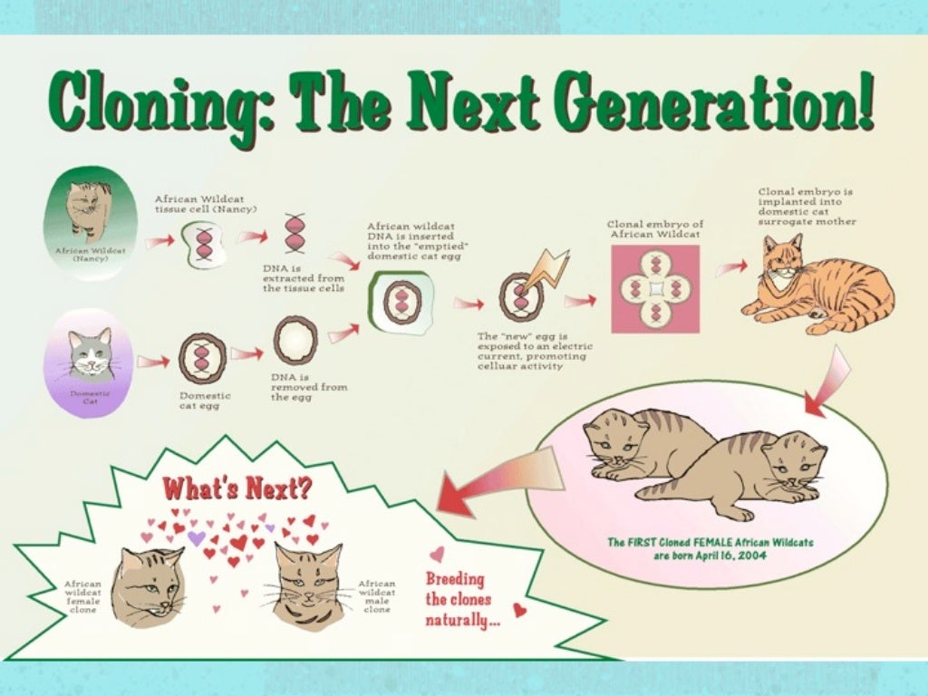 Endangered animal cloning