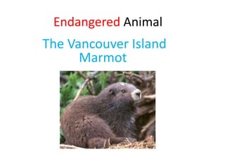 Endangered Animal
The Vancouver Island
Marmot
 