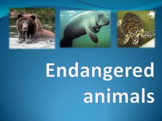 Endangered animals 