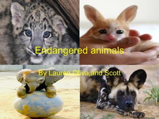 Endangered animals By Lauren,Oliva,and Scott 