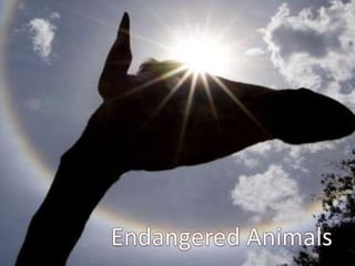 Endangered Animals 