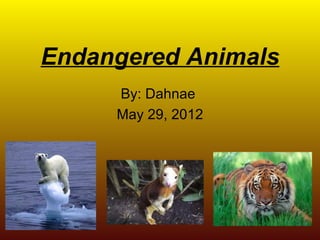 Endangered Animals
     By: Dahnae
     May 29, 2012
 