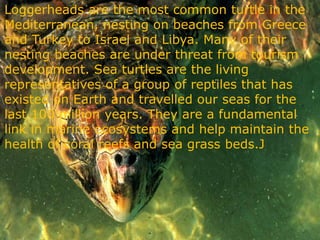 Turtle Congressmen Endangered animals | PPTX