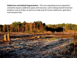 Habitat loss and habitat fragmentation – The ever expanding human population
constantly requires additional space and resources. Land is being cleared to harvest
products such as timber as well as to make way for human settlement, agriculture
and transport links.
 