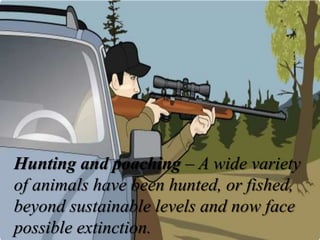 Hunting and poaching – A wide variety
of animals have been hunted, or fished,
beyond sustainable levels and now face
possible extinction.
 