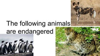 The following animals
are endangered
 