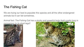 The Fishing Cat
We are trying our best to populate this species and all the other endangered
animals but it can fail sometimes.
Animal fact: The Fishing Cat has a stocky and powerful body that's pretty long in
comparison to its short legs!!
 