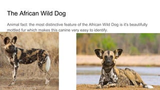 The African Wild Dog
Animal fact: the most distinctive feature of the African Wild Dog is it's beautifully
mottled fur which makes this canine very easy to identify.
 