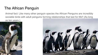 The African Penguin
Animal fact: Like many other penguin species the African Penguins are incredibly
sociable birds with adult penguins forming relationships that last for life!! (As long
as ten years.)
 