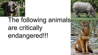 The following animals
are critically
endangered!!!
 