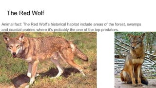 The Red Wolf
Animal fact: The Red Wolf’s historical habitat include areas of the forest, swamps
and coastal prairies where it's probably the one of the top predators.
 