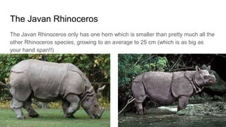 The Javan Rhinoceros
The Javan Rhinoceros only has one horn which is smaller than pretty much all the
other Rhinoceros species, growing to an average to 25 cm (which is as big as
your hand span!!)
 